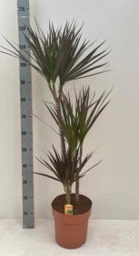 Kambarinis augalas, dracena "Magenta", vazonėlio skersmuo 24 cm.