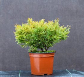 Spygliuotis, tujenis kapoklinis "Nana", aukštis 30-40 cm., vazonas 2 l.