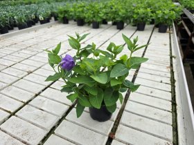 Daugiametė gėlė, plačiavarpis, vazonėlio skersmuo 12 cm.