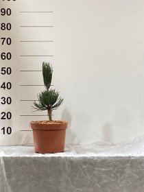 Spygliuotis, pušis "Satelitte", vazonėlio skersmuo 23 cm.