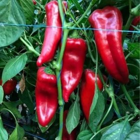 Daržovių sodinukai, paprika "Kornelya", pailga raudona, vazonėlio skersmuo 12 cm.
