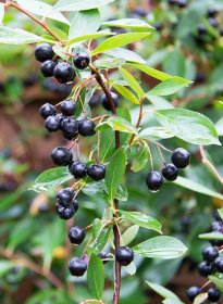 Vaiskrūmis, aronija, vazonėlis 2 l.