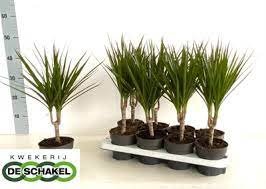 Kambarinis augalas, dracena "Marginata", vazonėlio skersmuo 12 cm.