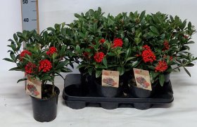 Kambarinis augalas, skimija "Pabella", vazonėlio skersmuo 15 cm.