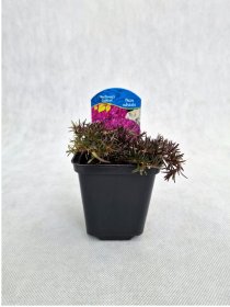 Daugiametė gėlė, flioksas "McDaniel"s Cushion", vazonėlio skersmuo 9 cm.