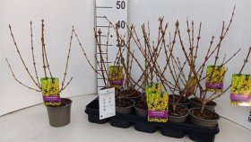 Dekoratyvinis krūmas, forsitija "Spectabil", vazonėlio skersmuo 12 cm.