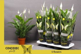 Kambarinis augalas, spatifilis "Sweet Chico", vazonėlio skersmuo 13 cm.