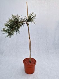 Spygliuotis, pušis hondinė "Pendula", vazonas 5 l.