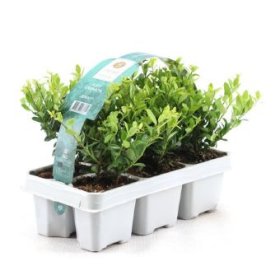 Dekoratyvinis krūmas, bugienis "Jenny", rinkinys (6 vnt.)