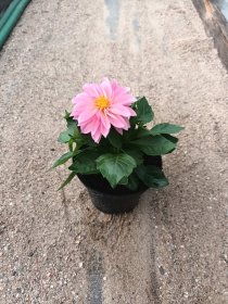 Vienmetė gėlė, krūminis Žemaūgis jurginas, vazonėlio skersmuo 14 cm.