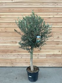 Dekoratyvinis krūmas, alyvmedis europinis, vazonėlio skersmuo 45 cm.