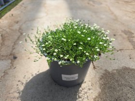 Alpinariumo augalas, žemenė siūlinė, vazonėlio skersmuo 15 cm.