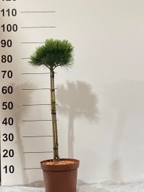 Spygliuotis, pušis "Greg", ant stiebo, vazonėlio skersmuo 23 cm.