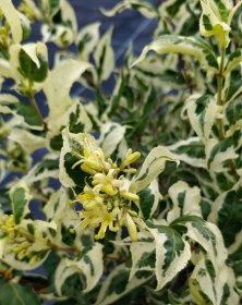 Dekoratyvinis krūmas, diervilė "Cool Splash", vazonas 2 l.