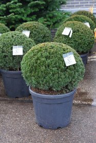 Spygliuotis, kukmedis europinis, aukštis 60-70 cm., vazonas 55 l.