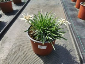 Daugiametė gėlė, liūtpėdė, vazono skersmuo 17 cm.