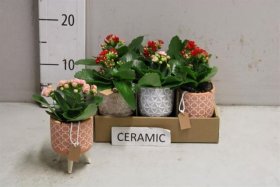 Kambarinis augalas, kalankė keraminiame vazonėlyje, vazonėlio skersmuo 7 cm.