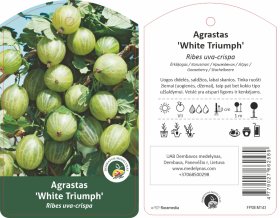 Vaiskrūmis, agrastas "White Triumph", ant stiebo