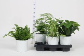 Kambarinis augalas, įvairūs lapiniai augalai, vazonėlio skersmuo 12 cm.