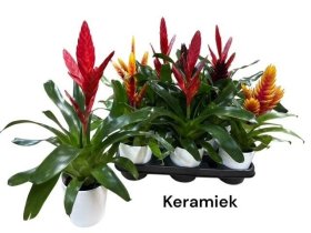 Kambarinis augalas, vriezija, įvairios, vazonėlio skersmuo 11 cm.