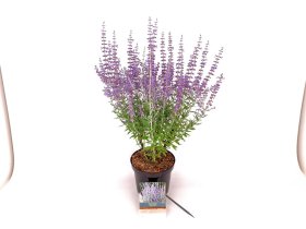 Daugiametė gėlė, melėsas "Prime Time", vazonas 3 l.