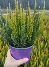 Vienmetė gėlė, viržis (5 spalvų), vazonėlio skersmuo 14 cm.