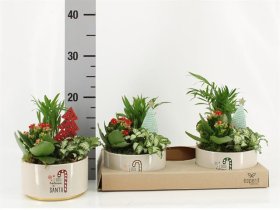 Kalėdinė kambarinių augalų kompozicija, vazonėlio skersmuo 15 cm.