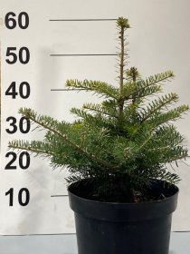 Spygliuotis, kėnis korėjinis, vazonėlio skersmuo 23 cm.