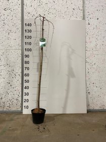 Spygliuotis, svyrantis maumedis, ant stiebo, vazonėlio skersmuo 21 cm.