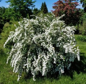 Dekoratyvinis krūmas, lanksva SODO GAMA "Vanhuto", vazonėlio talpa 2 l.