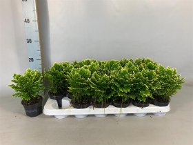 Kambarinis augalas, selaginelė "Jori", vazonėlio skersmuo 9 cm.