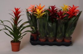 Kambarinis augalas, guzmanija, vazonėlio skersmuo 12 cm.