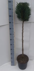 Spygliuotis, puskiparisis, ant stiebo, vazonėlio skersmuo 27 cm.