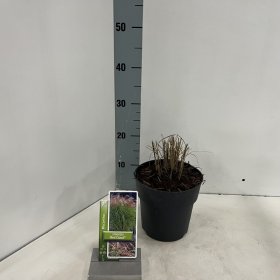 Žolinis augalas, miskantas "Red Claud", vazonėlio skersmuo 17 cm.