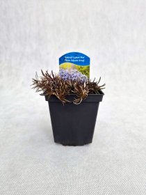 Daugiametė gėlė, flioksas ylalapis "Emerald Cushion Blue", vazonėlio skersmuo 9 cm.