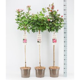 Daugiametė gėlė, rožė (Stem Exclusive Collection), įvairios, ant stiebo, vazonas 5,5 l.