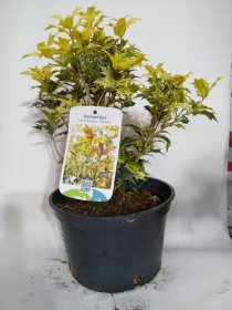 Dekoratyvinis krūmas, kvepenė bugieninė "Goshiki", vazonas 3 l.