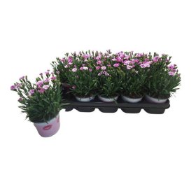 Daugiametė gėlė, gvazdikas "Pink Kisses", vazonėlio skersmuo 12 cm.