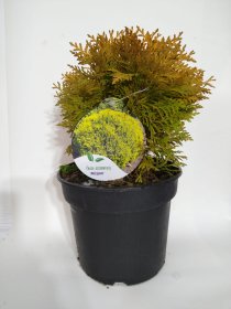 Spygliuotis, tuja vakarinė "Miriam", vazonas 3 l.