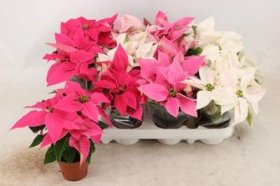 Kambarinis augalas, puansetija, vazonėlio skersmuo 8 cm.