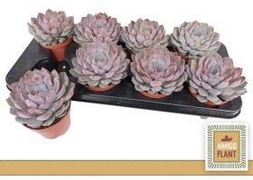 Kambarinis augalas, kalvorė "Summer", vazonėlio skersmuo 11 cm.