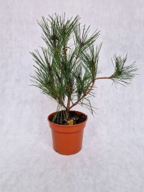 Spygliuotis, pušis daugiažiedė "Umbraculifera", vazonėlio skersmuo 19 cm.