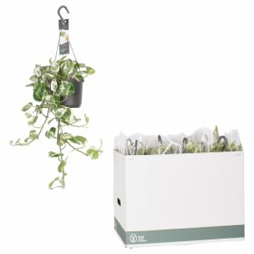 Kambarinis augalas, epipreniumas "Njoy", vazonėlio skersmuo 17 cm.