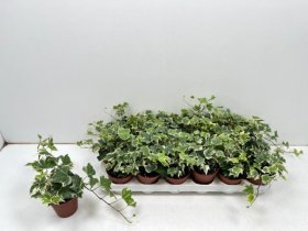 Vijoklinis augalas, gebenė "White Ripple", vazonėlio skersmuo 9 cm.