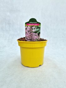 Daugiametis augalas, blužniapapartis japoninis "Burgundy Lace", vazonas 1,5 l.