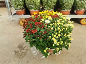 Vienmetė gėlė, chrizantema, įvairios, vazonėlio skersmuo 17 cm.