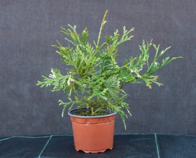 Spygliuotis, kapoklinis tujenis, vazonėlis 2 l