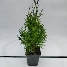 Spygliuotis, vakarinė tuja "Smaragd", aukštis 35-40 cm., vazonėlio skersmuo 9 cm.