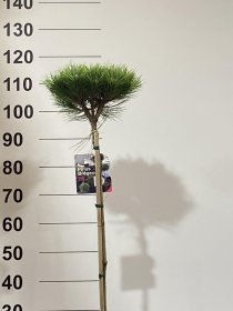 Spygliuotis, pušis "Marie Bregeon", ant stiebo, vazonėlio skersmuo 22 cm.