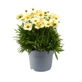 Daugiametė gėlė, gludas stambiažiedis "UpTic Cream", vazonėlio skersmuo 14 cm.